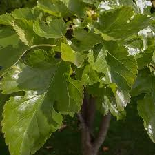 Tehama (giant white) mulberry trees. Identify A Mulberry Morus Londinium