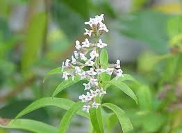 Image result for Aloysia