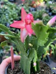How to care for christmas cacti (schlumbergera): Rosa Navidad Cactus Vivo Planta Regalo Zygocactus Schlumbergera Ebay