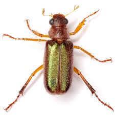 Image result for Dichilus bainesii