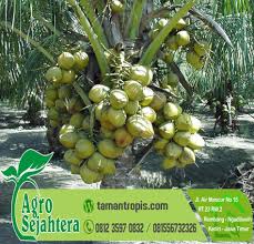 Pembekal benih kelapa matak, mataq, matag. Bibit Kelapa Pandan Wangi Di Jogja Bibit Kelapa Yang Bagus