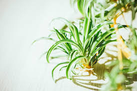 Image result for Chlorophytum sparsiflorum