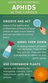 When it comes to pest control, who is financially responsible? Organic Pest Control Methods That Really Work Organic Pesticide Organic Pest Control Get Rid Of Aphids