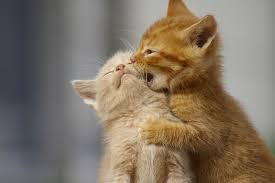 Cat fights can be just as dangerous for you as your pets. Choosing A Second Cat Choosing The Right Cat For You Cats Guide Omlet Us