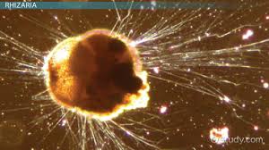 Chap. 7 Radiolaria.Pptx