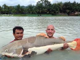 Redtail Catfish Freshwater Fish Tropical Fish Fish Tank Coolest Freshwater Fish Pet Shop Aquarium Best Freshwater Fish Oscar Fi Aquarium Catfish Fish Catfish
