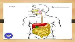 Grade 7 Science Lesson 12 Assignment Of Digestive System Youtube
