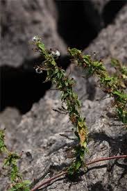 Image result for Tragia furialis