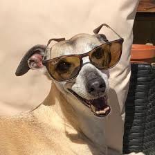 Stylish and high quality clothes for italian greyhounds worldwide shipping #olivriero @iggyclothing_ready_to_wear direct or contacts mssg.me/iggyclothing. Pets Rock Sunglasses As Temperatures Soar Wirral Globe