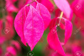 He drags on but eventually dies under a tree with pink leaves, remembering a story his grandmother told him. Autumn Pink Leaves On A Tree Background Stock Photo Picture And Royalty Free Image Image 86108392