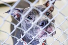 Common sources for adoptable pets are animal shelters and rescue groups. Indianapolis Animal Care Shelter Is Full Offering Free Pet Adoptions
