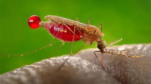 Hasil gambar untuk malaria