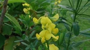 Image result for Crotalaria adamsonii