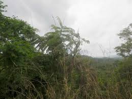 Image result for Eremospatha cuspidata