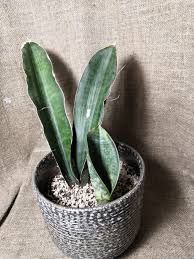 Image result for Sansevieria scimitariformis