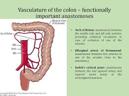 Not to be confused with the arch of riolan. Large Intestine And Peritoneal Recesses On The Posterior Abdominal Wall Dr Sandor Katz Ppt Download