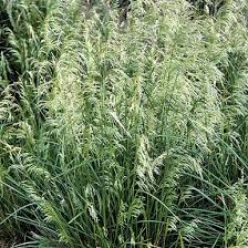 Image result for Deschampsia cespitosa
