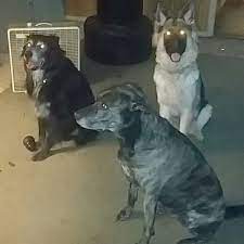pin on dog of instagram