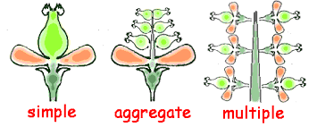 the fruit structure and classification concepts videos