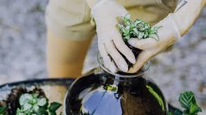 Home » panduan terrarium » panduan cara membuat tanaman terrarium indonesia. Ketahui Pengertian Dan Cara Membuat Terrarium Harga Terbaru Juni 2021 Berita Tegal Terbaru 2021