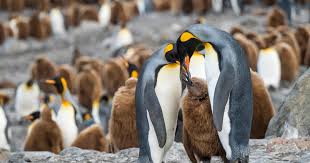 The play opens with servants of each family starting an argument in the street. World S Largest Iceberg On Collision Course With Penguin Colony Island Cbs News