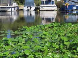 Image result for Hydrocotyle ranunculoides