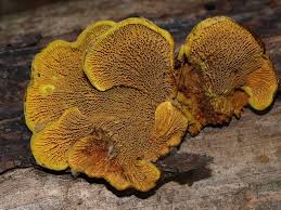 Image result for Pseudopod Ospermum