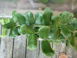 Hoya Rotundiflora Vermont Hoyas Hoya Plants Plant Leaves Indoor Plants