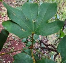 Image result for Cola greenwayi