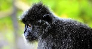 Anda harus lebih optimis tentang apa yang ditawarkan (tersedia) di masa depan. Lutung Taksonomi Morfologi Perilaku Sebaran Kelangkaan