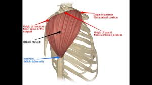 The shoulder muscles bridge the transitions from the torso into the head/neck area and into the uppe Muscle Anatomy Deltoid Muscle Human Movements Science Youtube