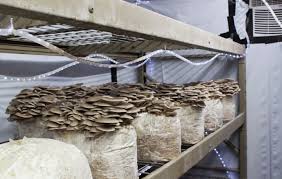 20,079 likes · 368 talking about this. Idei De Afaceri Crescatorie De Ciuperci Pleurotus Cu Fonduri Europene Cultiva Profitabil