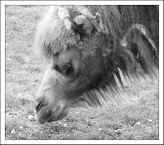 The camel is a friendly animal. Free Photo Camel Animal Face Pet Free Download Jooinn