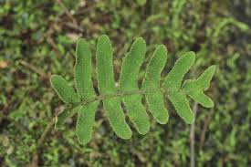 Image result for Pleopeltis