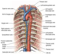 The rib cage surrounds the lungs and the heart, serving as an important means of bony protection for these vital organs. 2 1 Thorax Ross University Anatomy Instructional Site