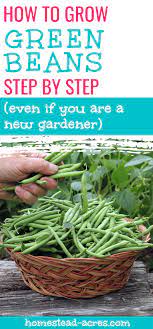 How To Grow Green Bush Beans For A Successful Harvest Growing Green Beans Bush Beans Green Bean Seeds