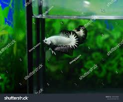 Dragon betta (brought scaly dragon fish) today was developed in terms of shape and color, some color of the this is one form of gold dragon betta but the body is still black as infection pineapple, if fish scales. Siamese Fighting Fish Betta Fish Black Stock Photo Edit Now 1208246890