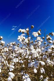 Mature cotton plants (Gossypium sp.) - Stock Image - E770/1665 - Science  Photo Library