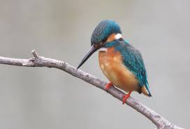 横浜カワセミ物語 - FC2