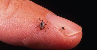 Sep 23, 2019 · clean and disinfect no matter which tool you're using to remove the tick, always use a cotton ball soaked in either rubbing alcohol or liquid dish soap and place it on the tick. How To Remove Ticks From Your Dog Safely And Efficiently