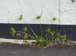 Image result for Coronopus integrifolius