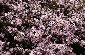 Aster Kylie Aster Kylie Rhs Gardening Shade Plants Growing Plants From Seeds Plants