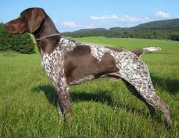 Deutsch Kurzhaar Deckruden Deutsch Kurzhaar Deutsch Schaferhunde Jagdhunde