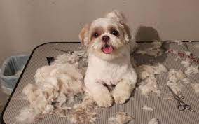 Pin On Dogs