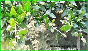 انواع شجر القندل rhizophora قائمة الفواكهة النبات معلومات نباتية وسمكية معلوماتية plants 18th