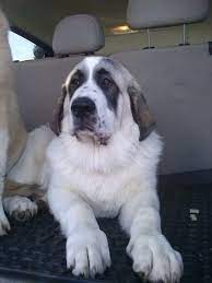 He is highly protective, suspicious of strangers and aggressive toward unknown dogs. Pin On Teddy And Sim