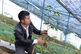Làm giàu từ sâm Ngọc Linh | Báo Gia Lai điện tử