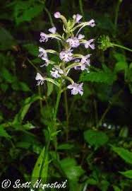 Image result for Platanthera psycodes