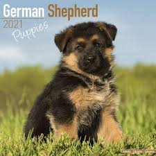 You should expect to pay a premium for a puppy with breeding rights. German Shepherd Puppies Calendar Puppies Calendar Dog Breed Calendars 2020 2021 Wall Calendars 16 Month By Avonside Megacalendars 9781785809460 Amazon Com Books