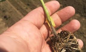 An Old Trick Holds New Promise For Tastier Tomatoes